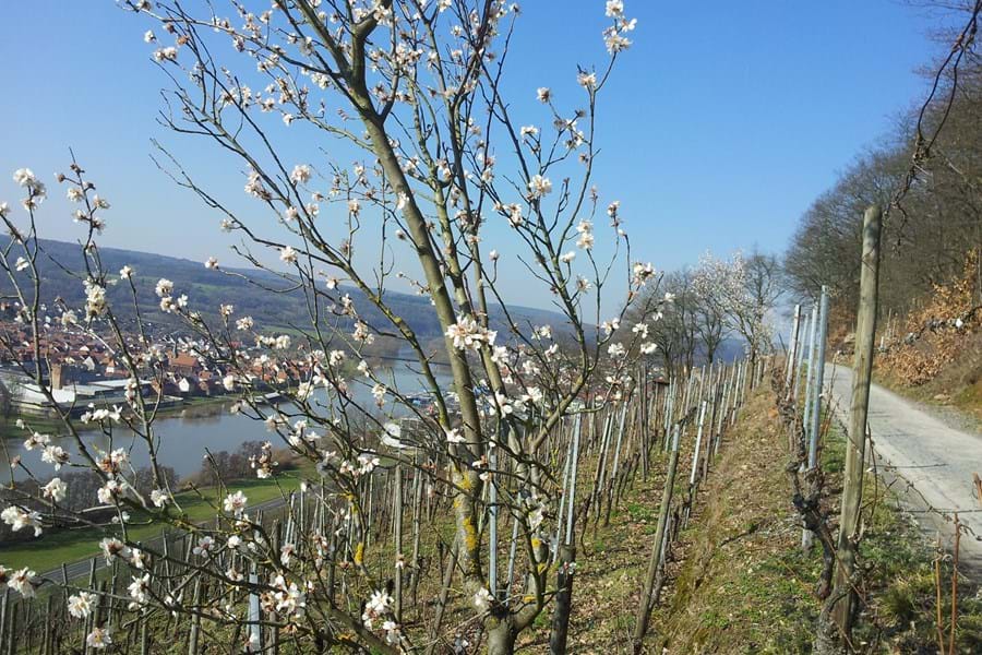 Mandelblüte am Fränkischen Rotwein Wanderweg