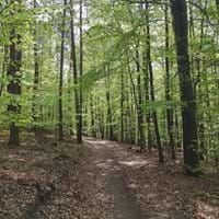 Wald