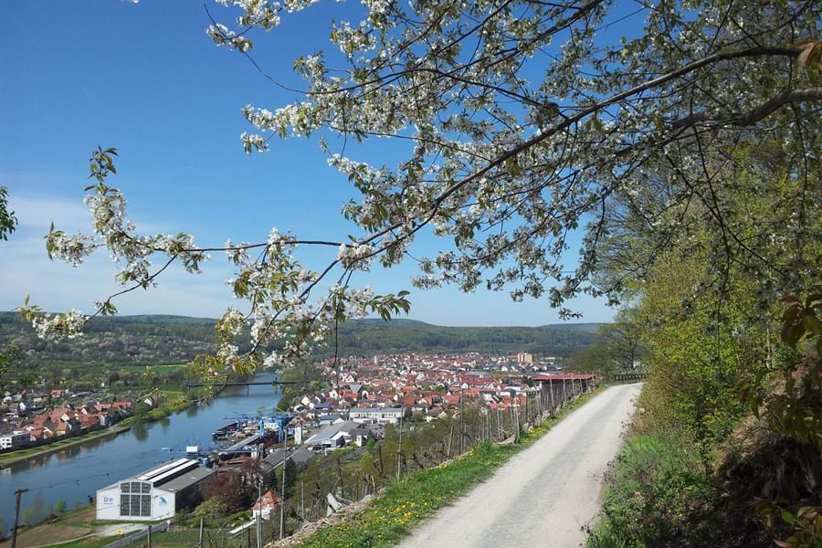 Fränkischer Rotwein Wanderweg mit Blick auf Erlenbach