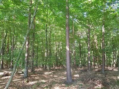 Erlenbacher Wald