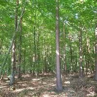 Erlenbacher Wald