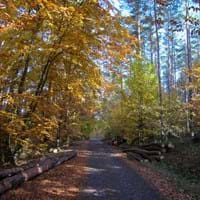 Wald Herbstbild